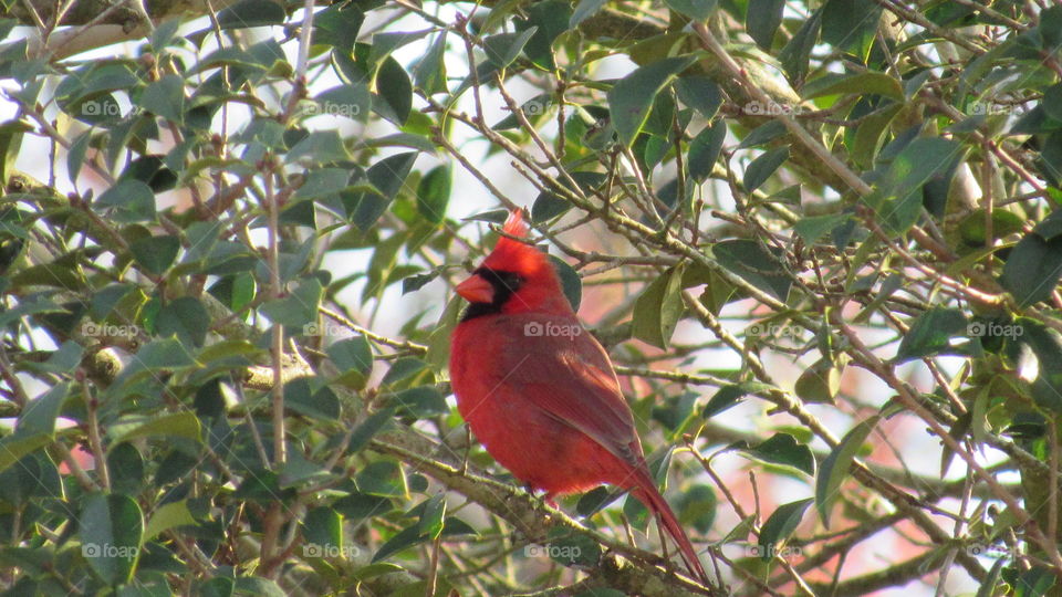 Male Cardinal in a Holly tree
