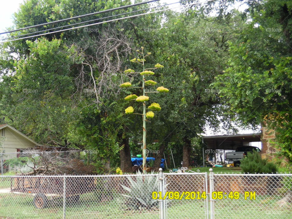 wierd cactus. this is a picture of a cactus plant that i had never seen before