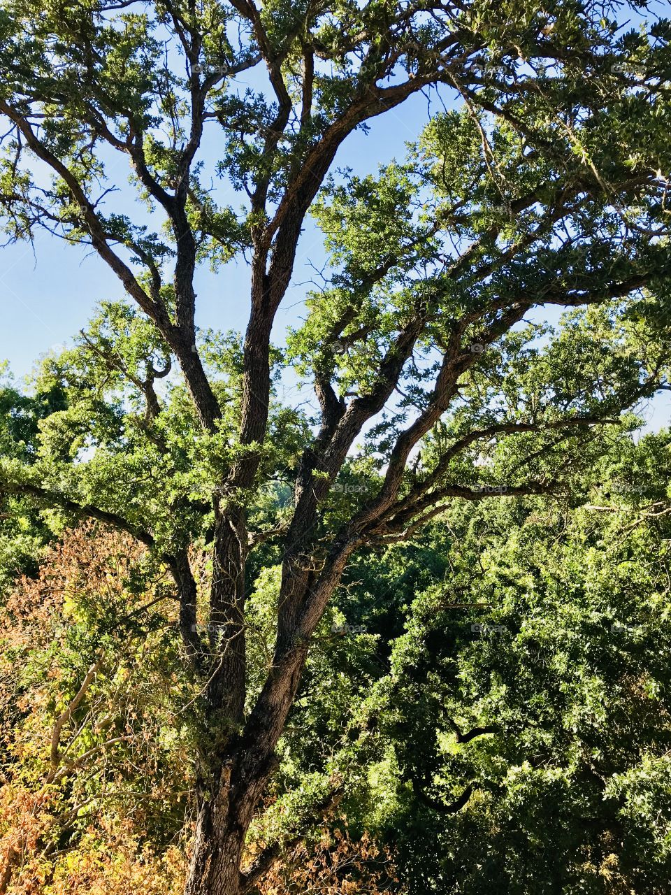 Green trees are perfect for the summer 