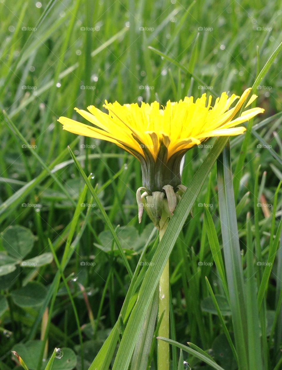 Single flower in grass