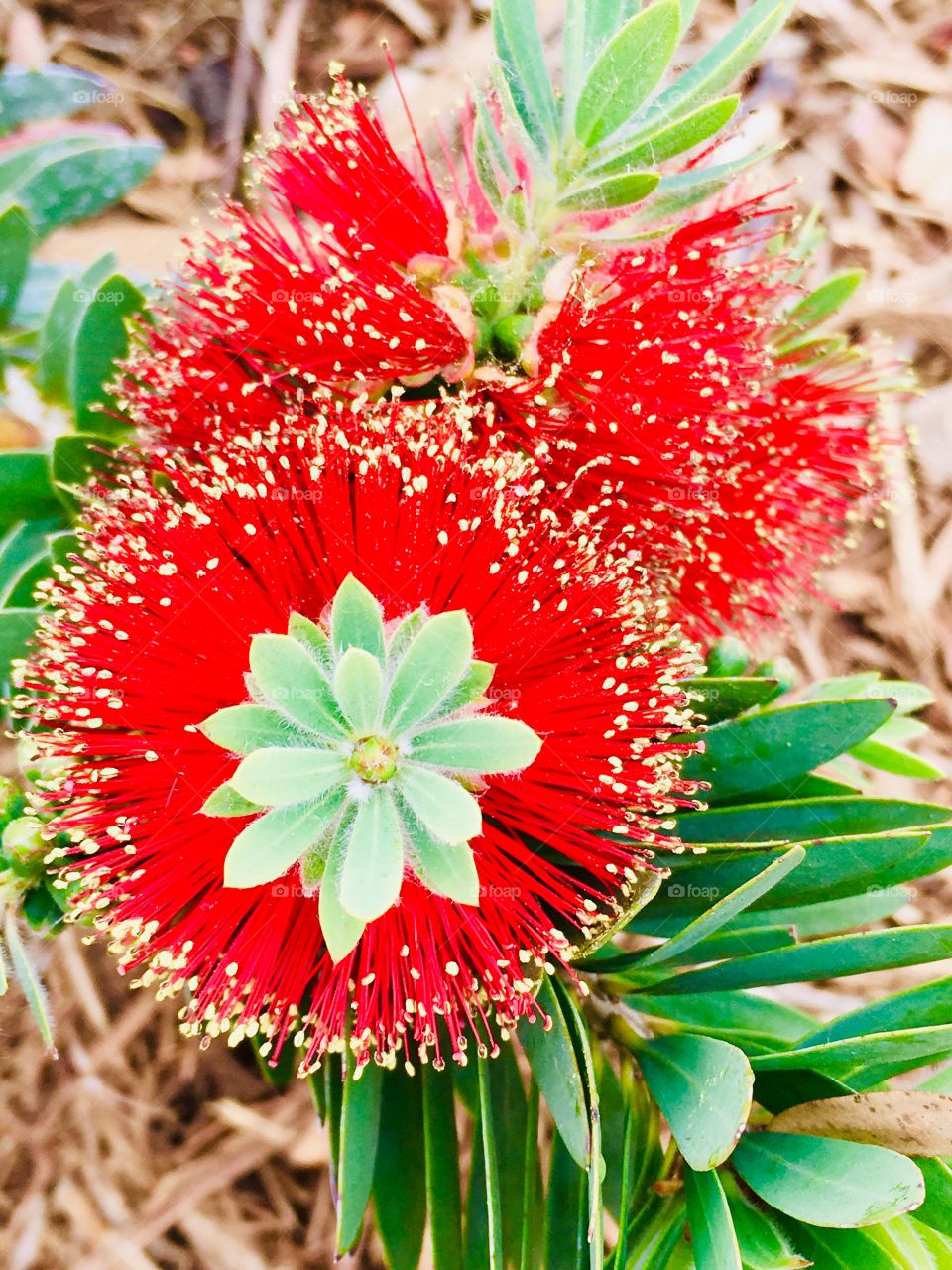 Bottlebrush 