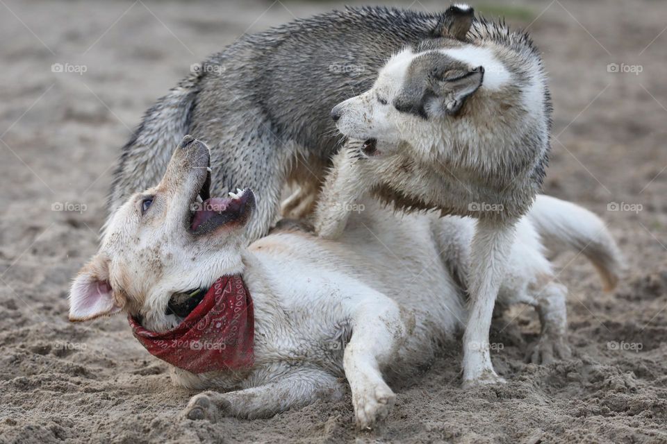 Cute Labrador and husky dogs playing on the beach