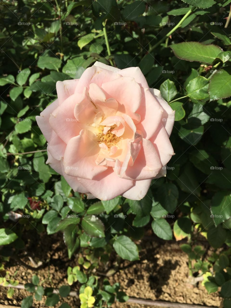 Flower, Flora, Nature, Garden, Leaf