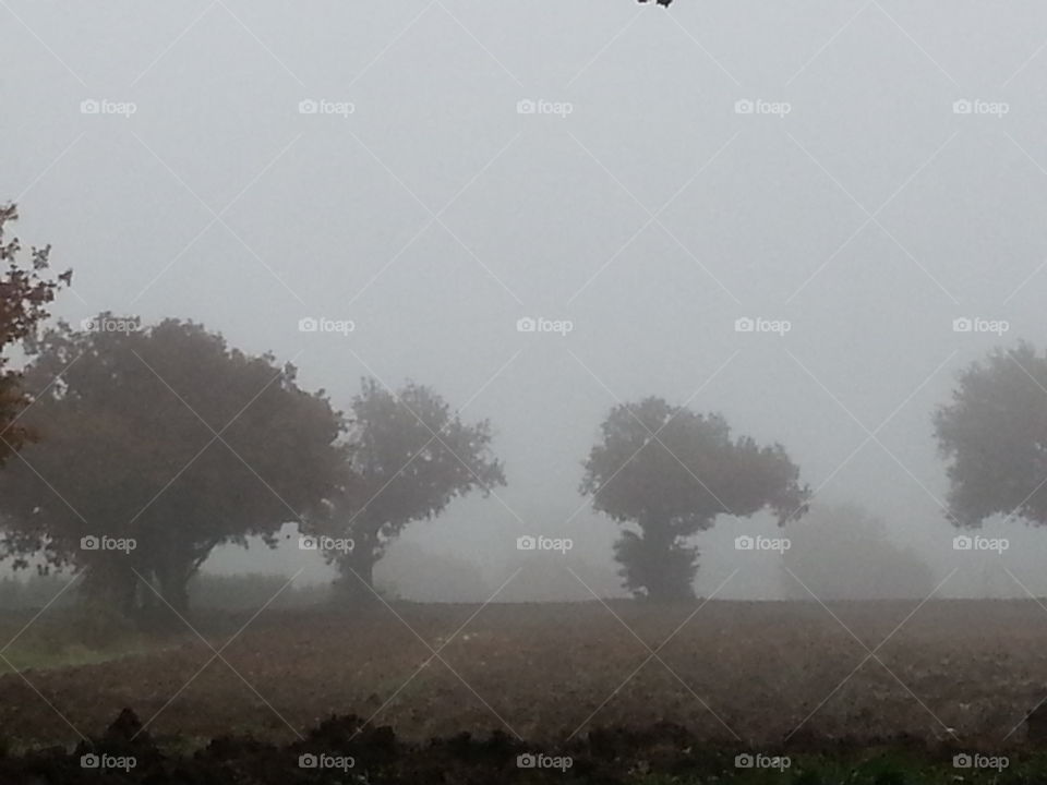 Fog, Smoke, Mist, Landscape, Tree