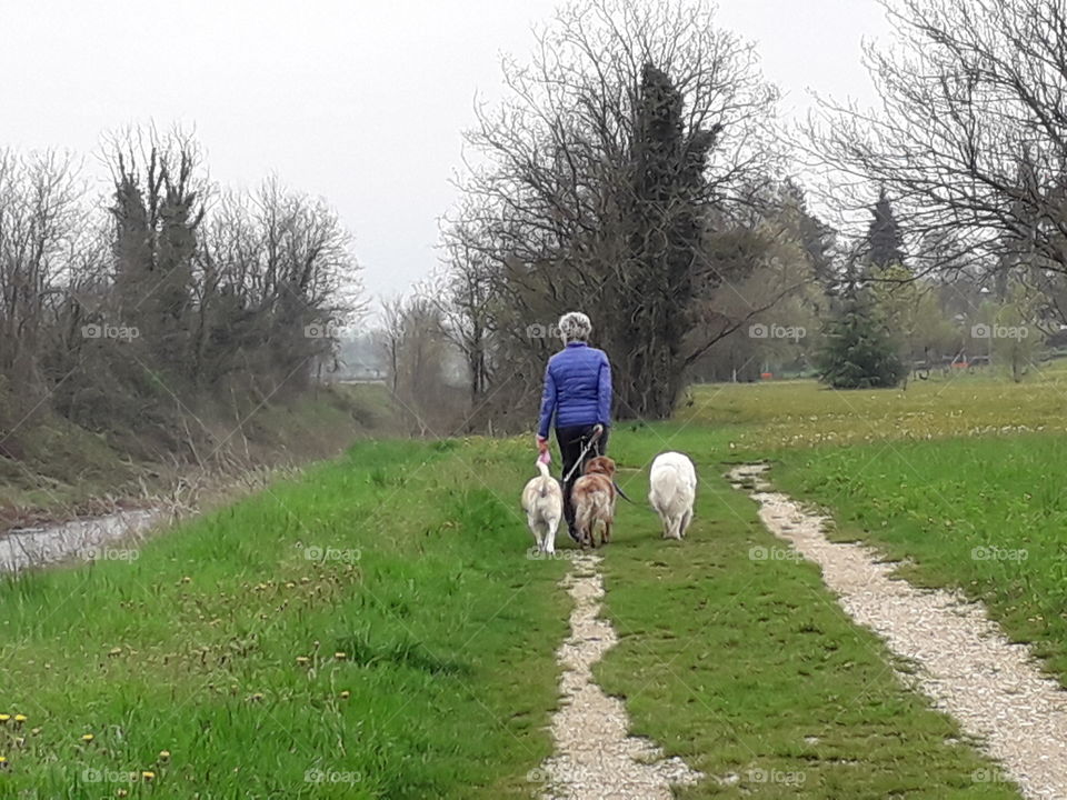 Spring walk with the dogs