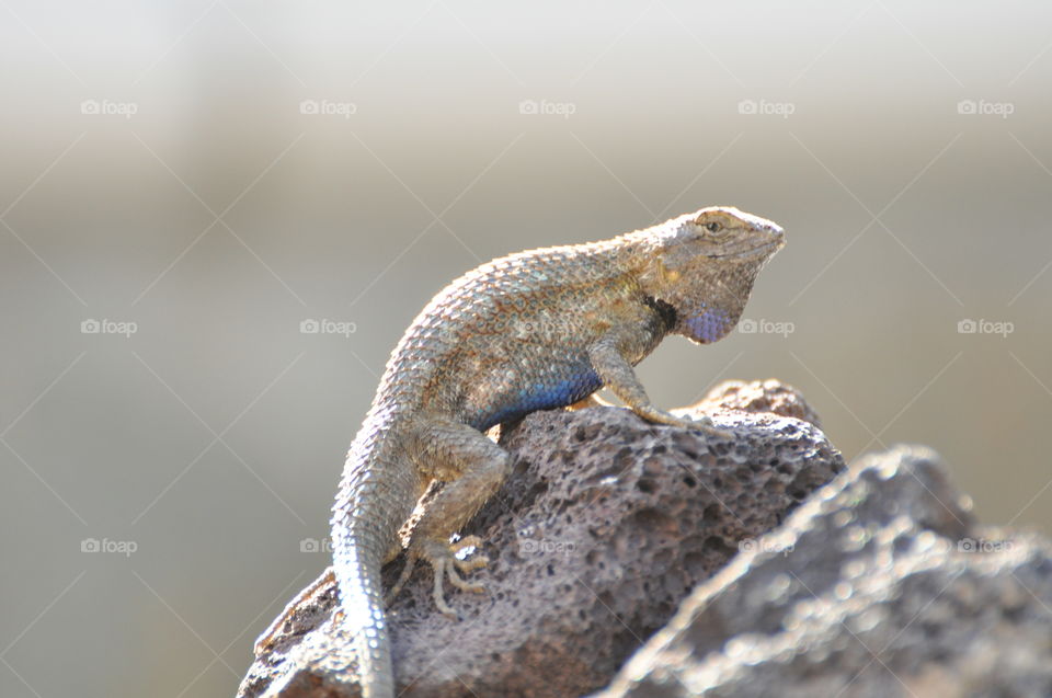 Blue belly lizard