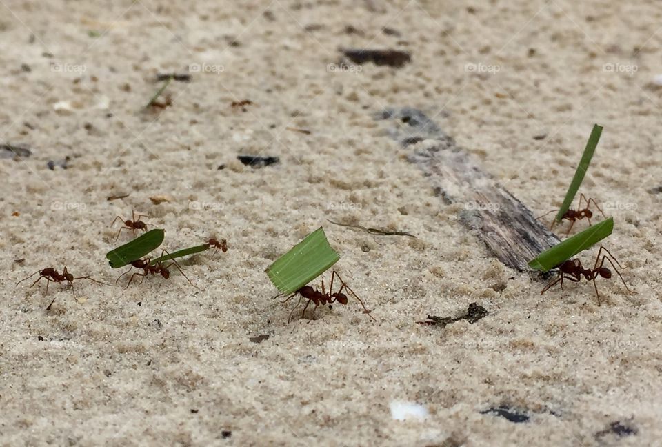 Leaf cutter ants at work