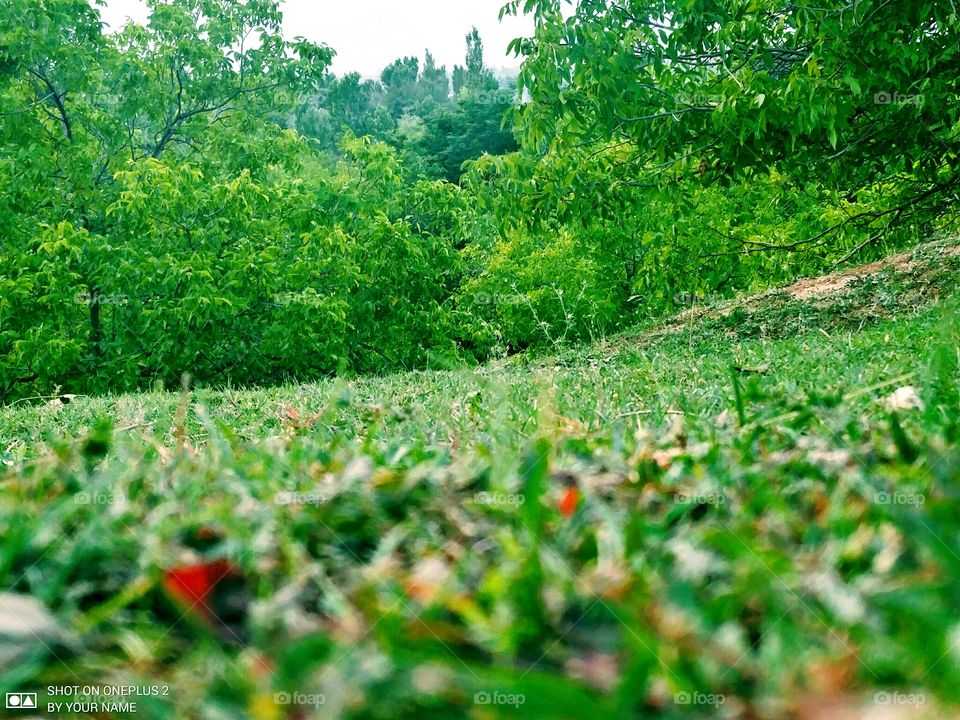 natural greenery no filter 
📸 Muneeb bhat