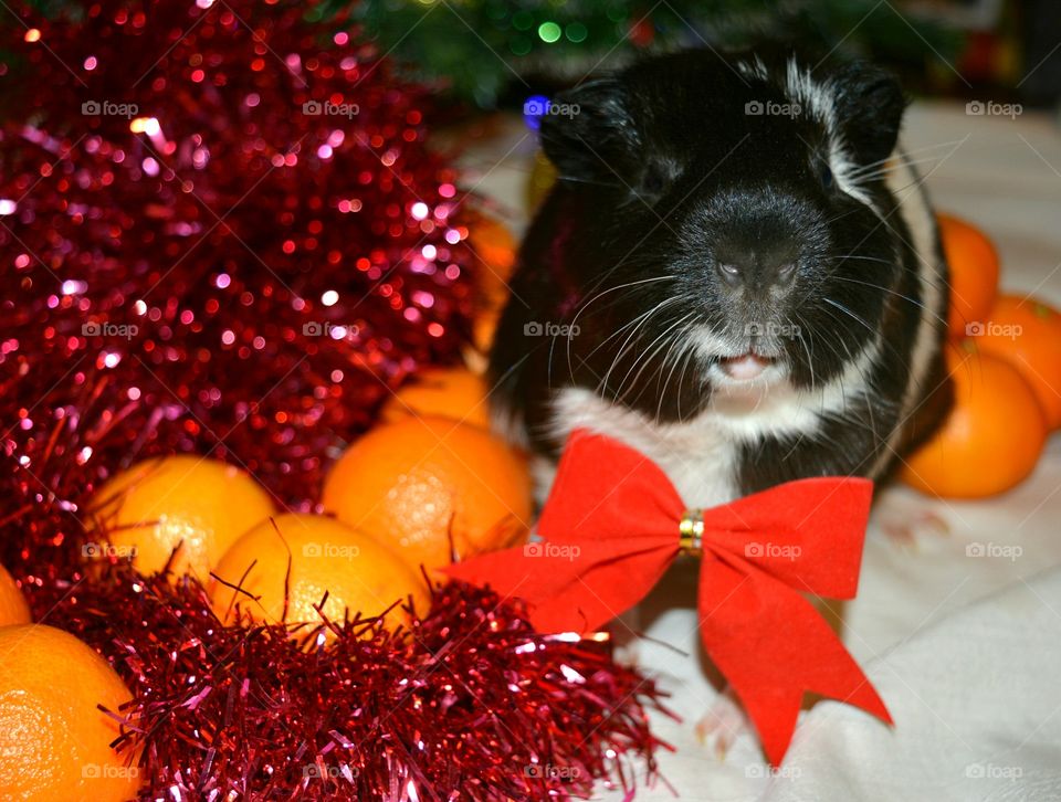 Guinea pig wearing bow tie