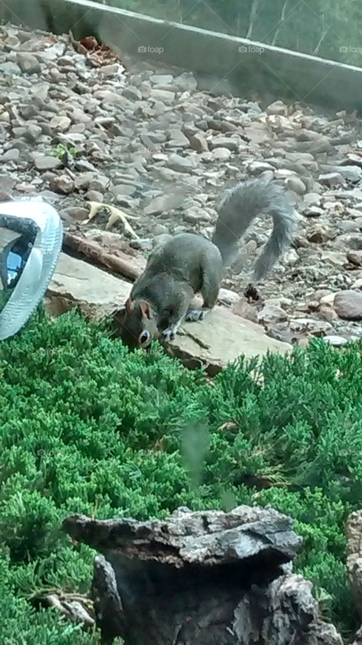 Searching Squirrel