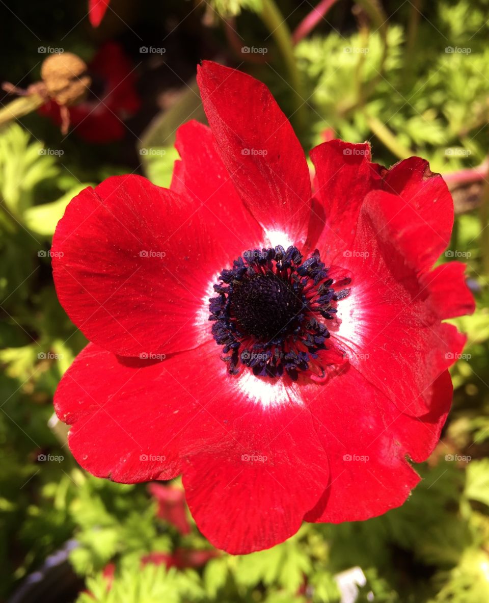 Red flower. Red flower in the garden