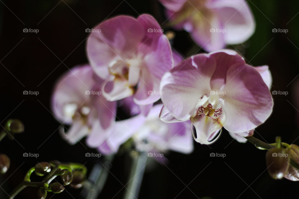 beautiful pink violet orchid