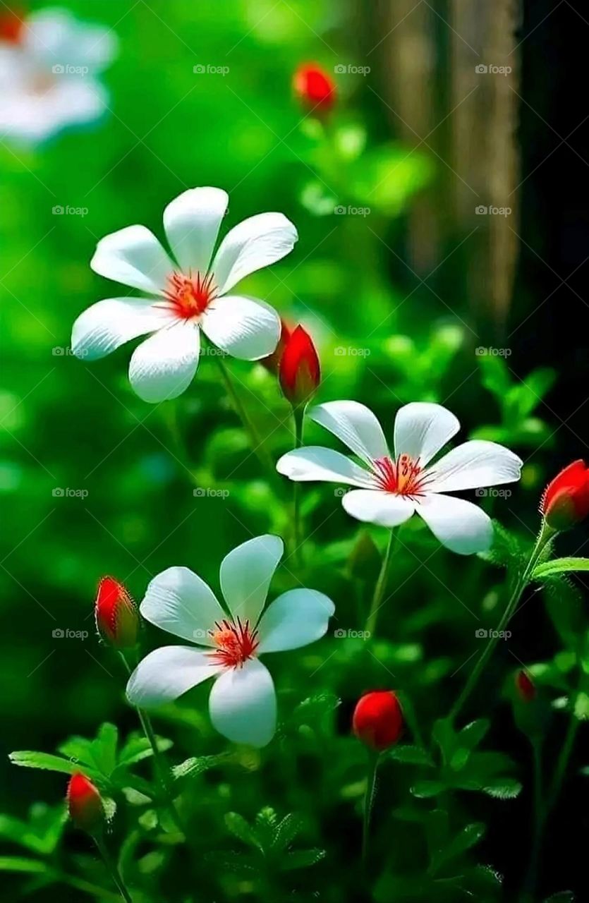 A very beautiful picture, and there is no better picture than it. There is no better picture of green herbs and colorful, red and white roses than it. Glory be to God, the natural and picturesque view, and there is no more