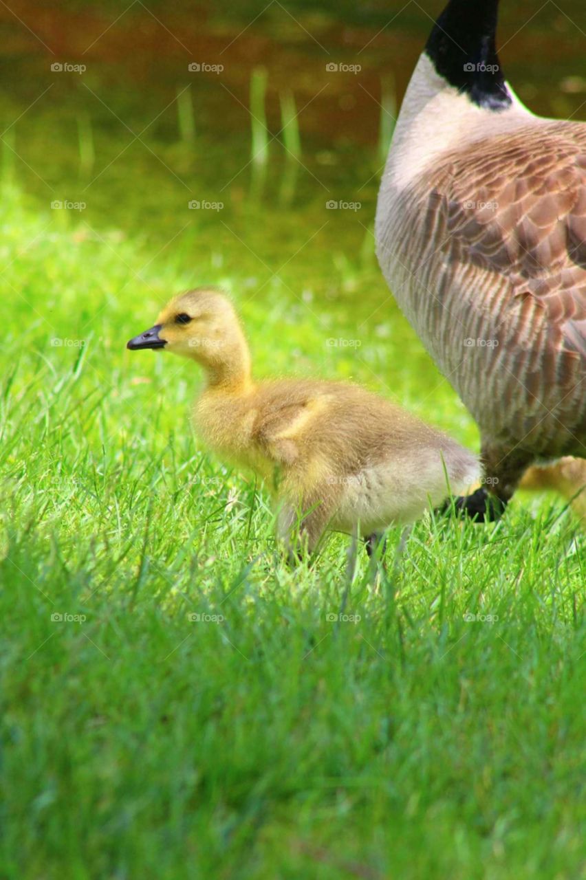 baby geese