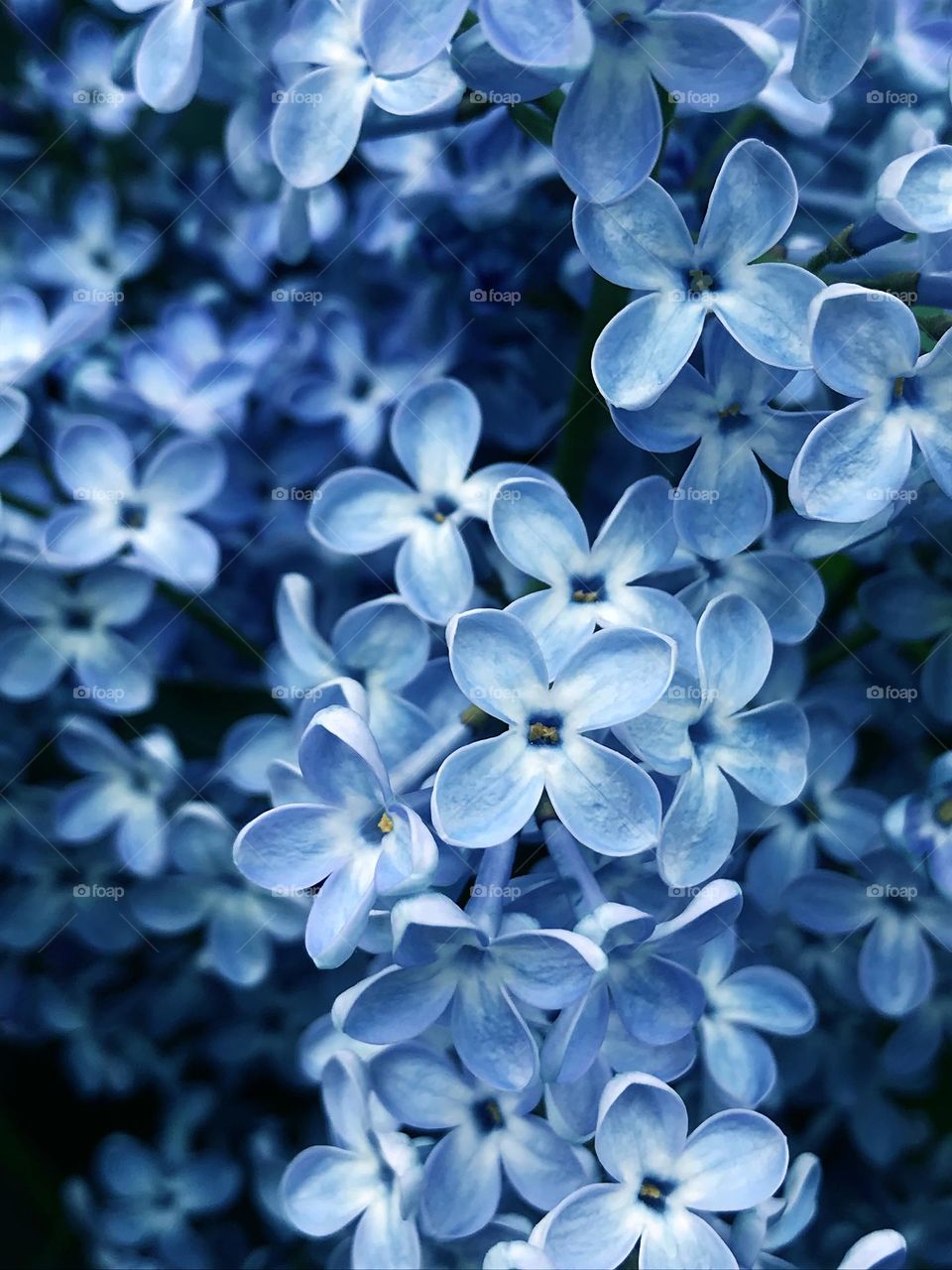 Blue flowers 