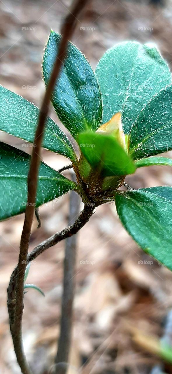 fuzzy leaves and budding flower