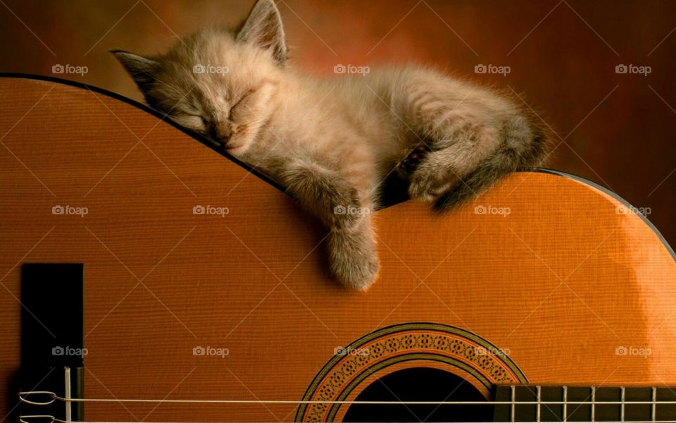 cute cat on guitar