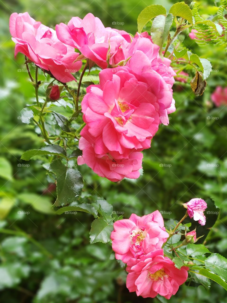 pink rose blooms on a background of green leaves