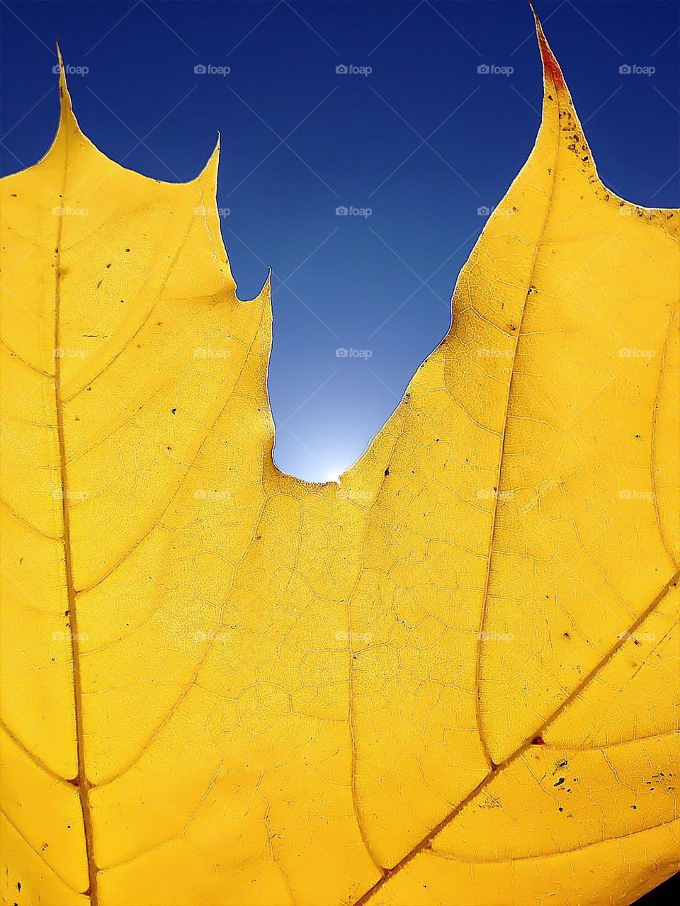 Кленовый лист