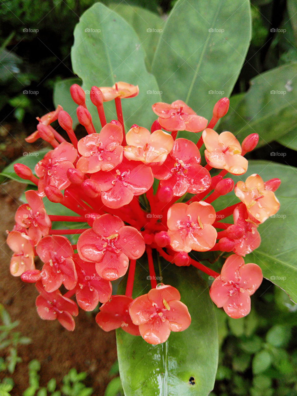 rain season flower's