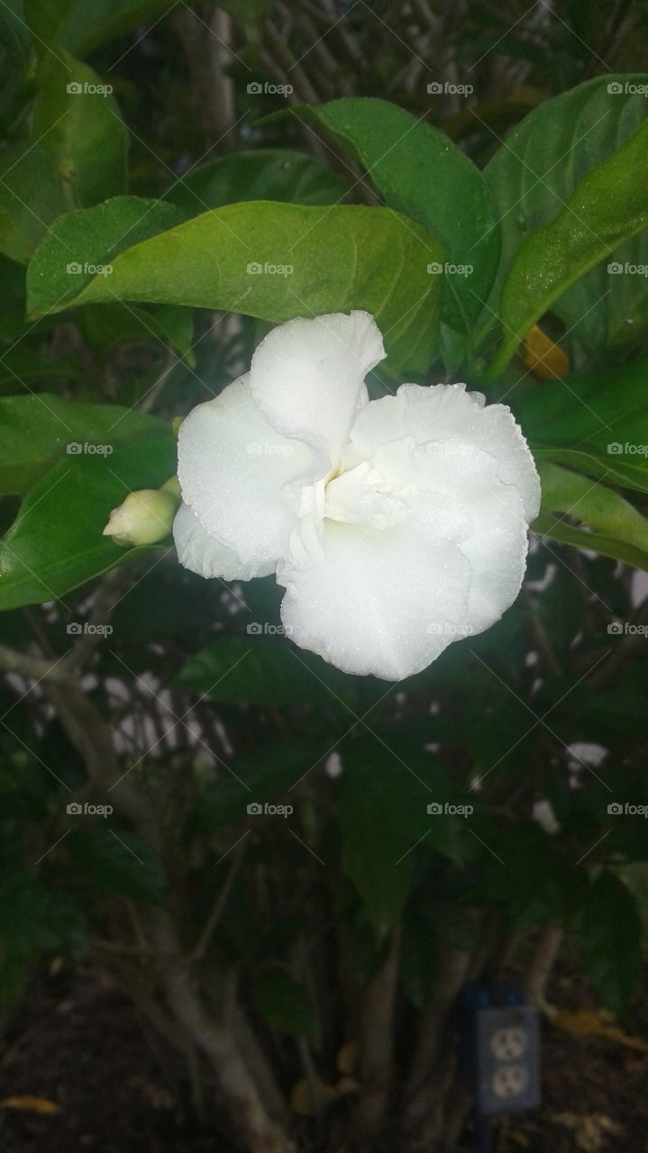Enjoying Life. Beautiful white flower.
