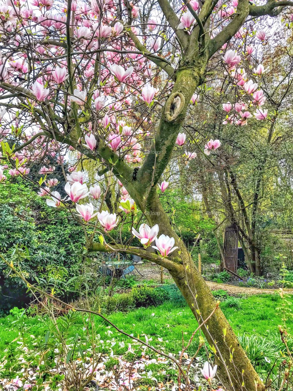 Japanese Magnolia in bloom