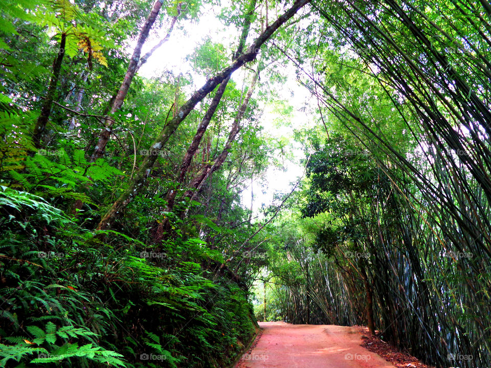 Forest (Paraty/RJ/BR)