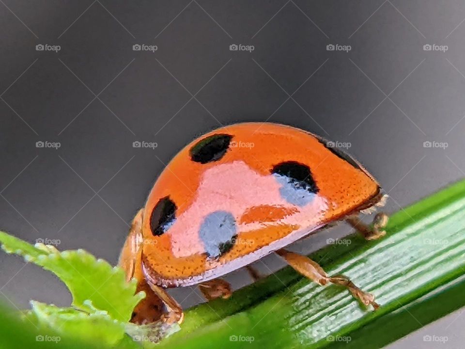 ladybug🐞