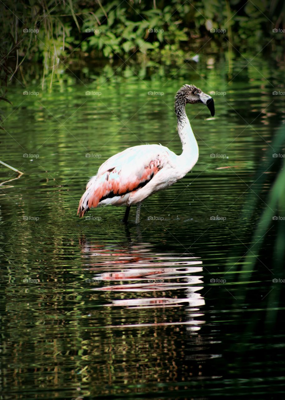 Animals, flamingo, bird, water,