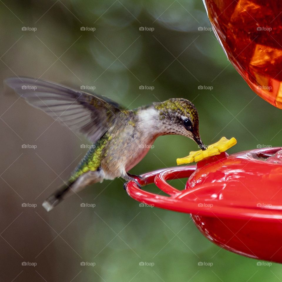 Hummingbird in upper Wisconsin