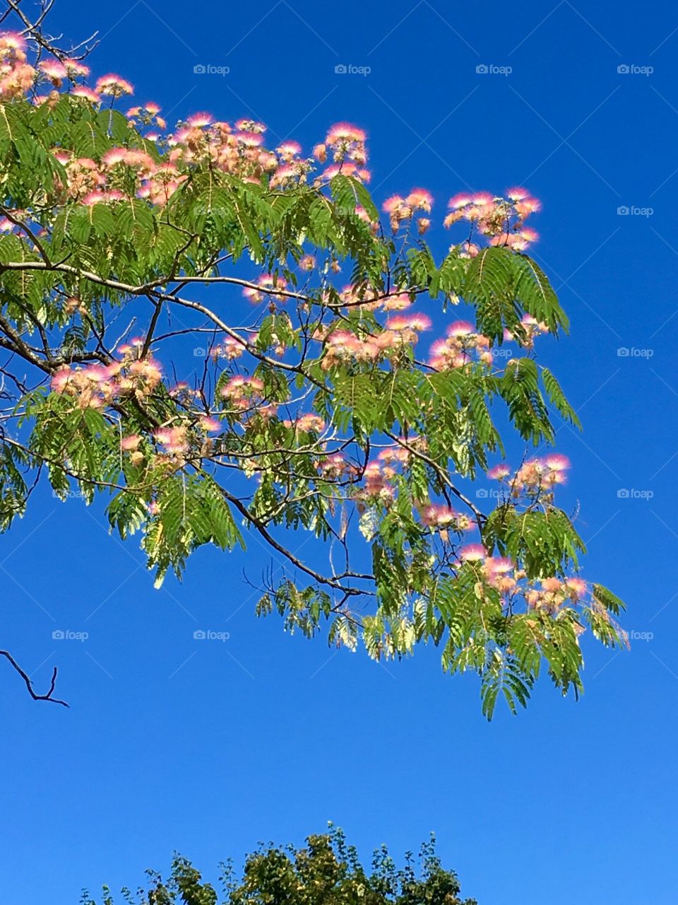 Fuzzy flowers on this beautiful tree in Washington state. 