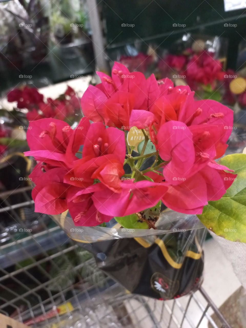 A beleza das flores Primavera