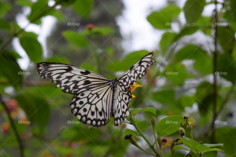Amazing butterfly