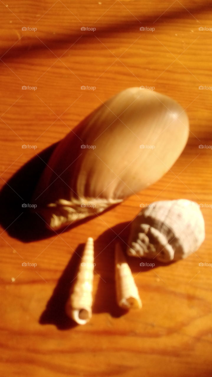 sea shell
