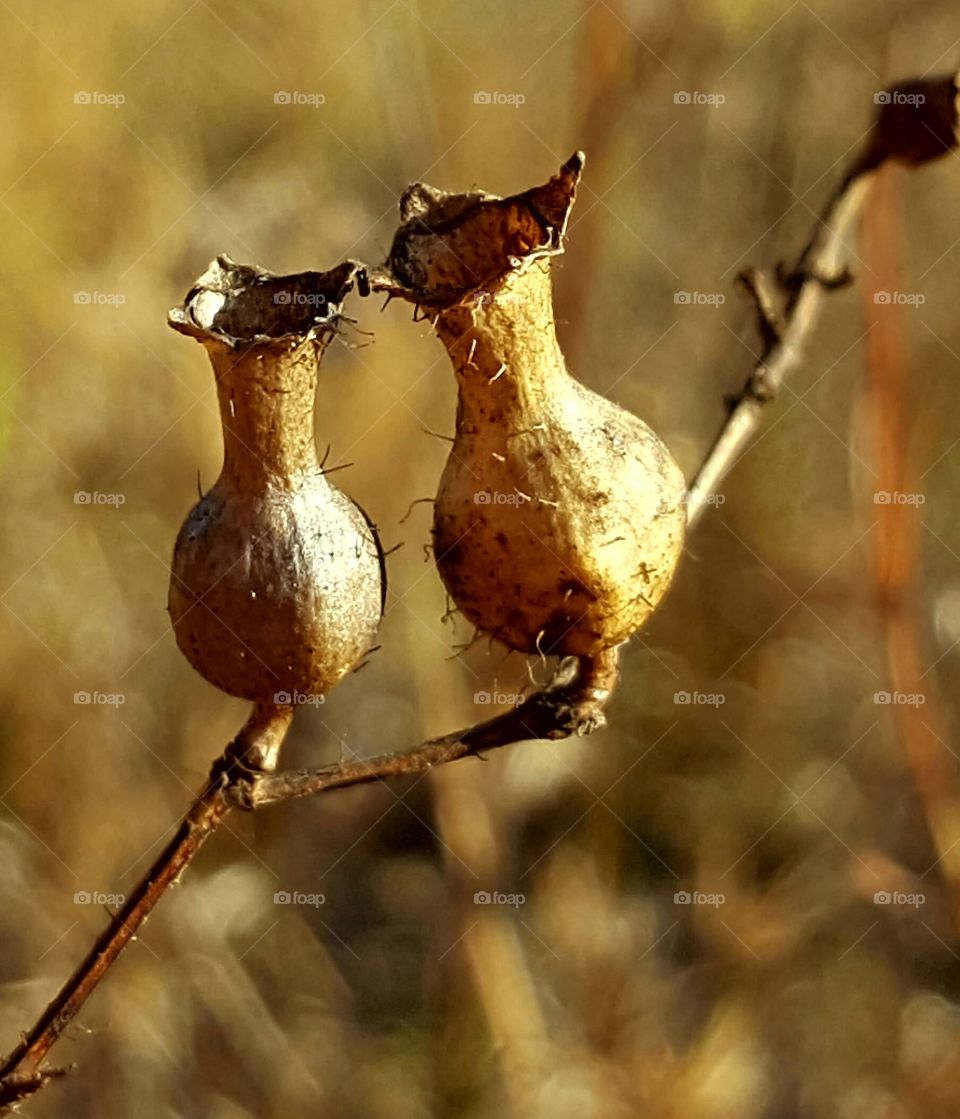 Fall, No Person, Nature, Food, Leaf