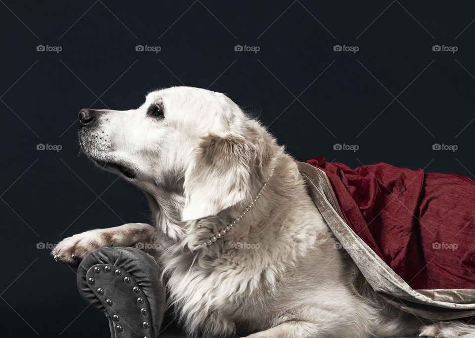 golden retriever cute post