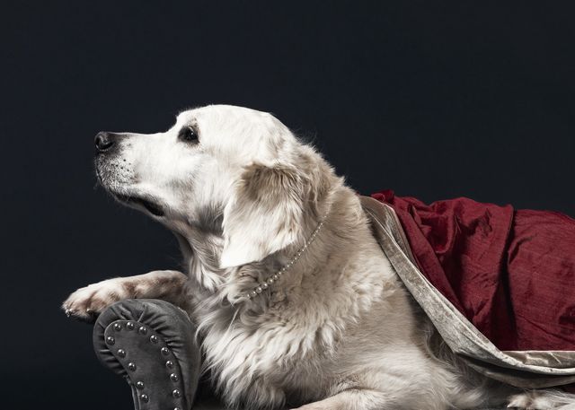 golden retriever cute post