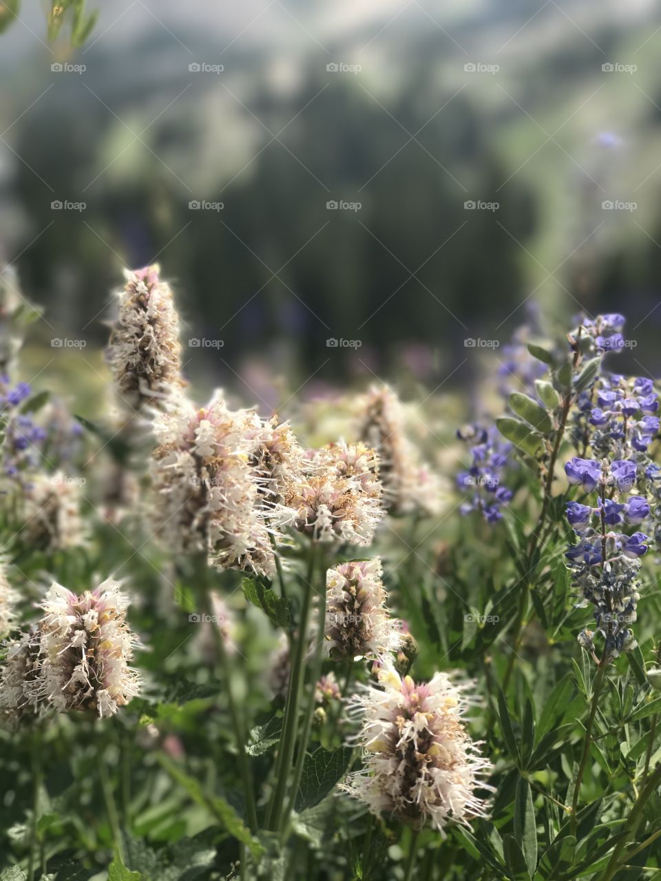 Wildflowers of Alta