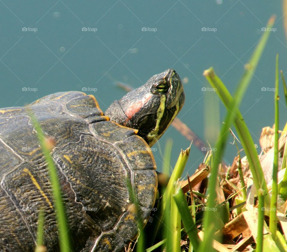 Closeup Turtle by Lake