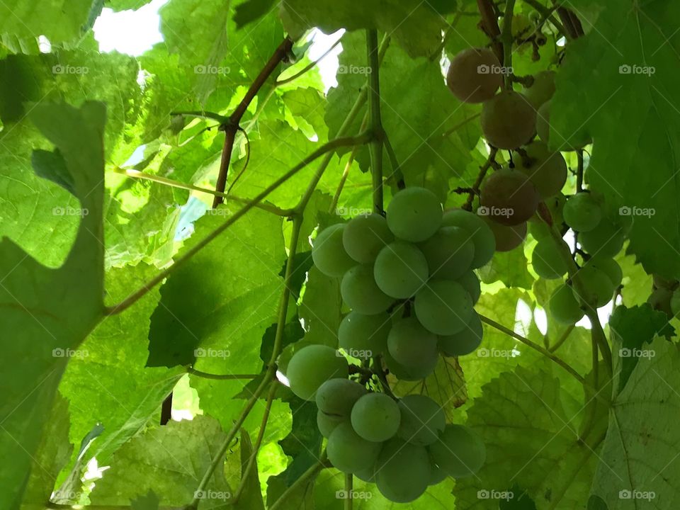 Grape 1