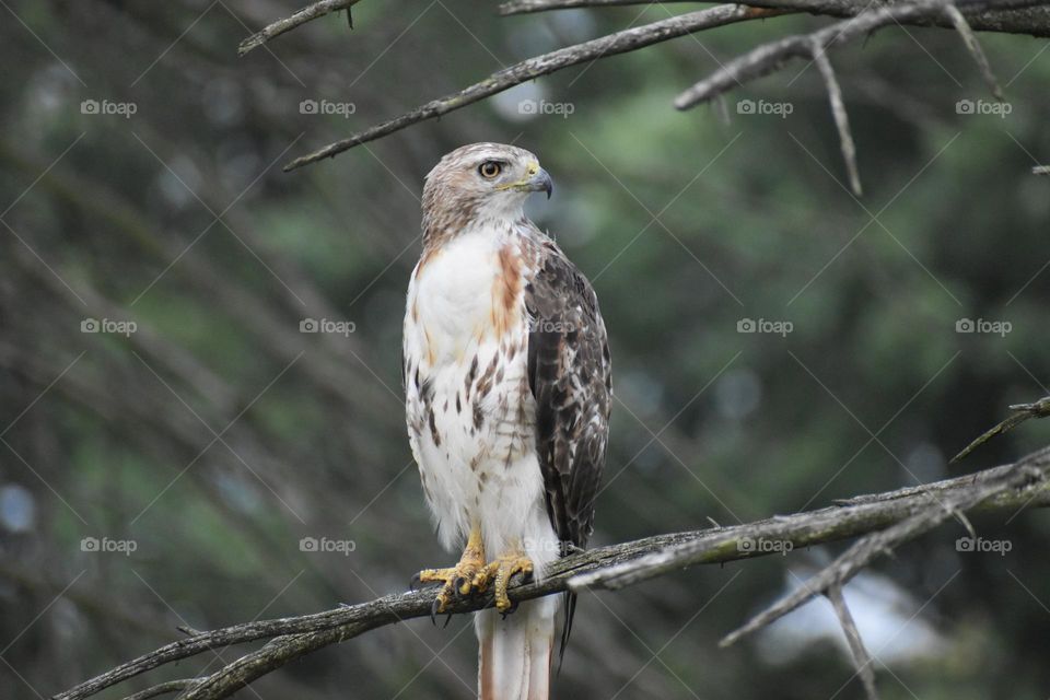 A hawk looks for prey