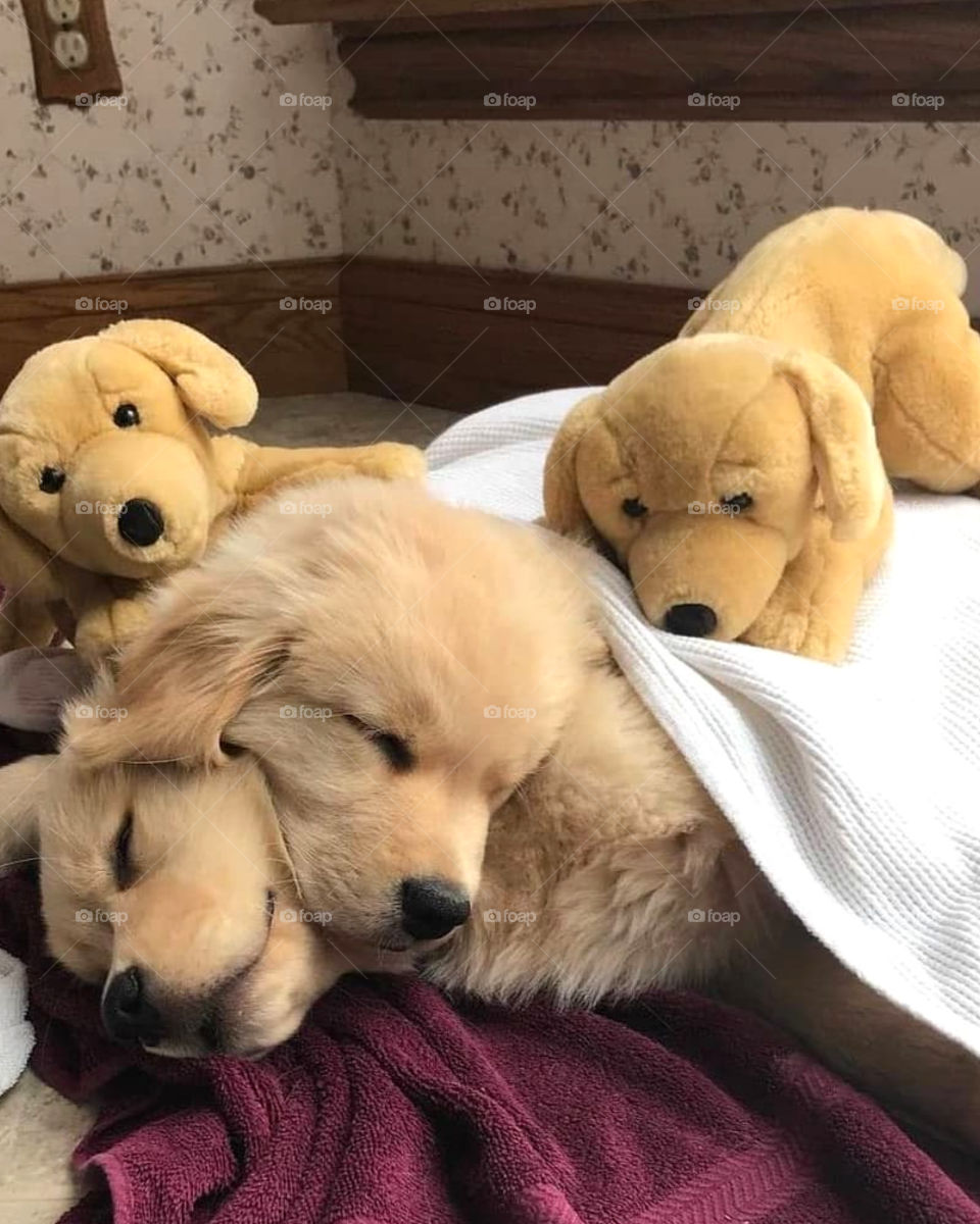 puppies are sleeping💤😴