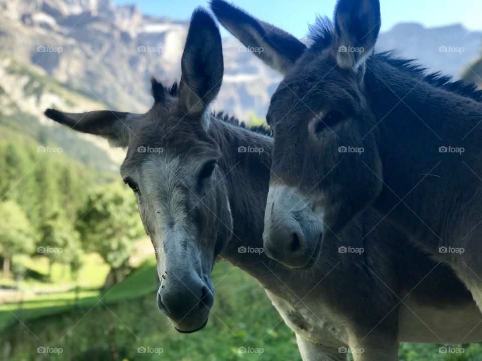 Donkey sister in the mountain