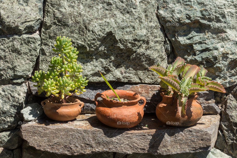 Clay pots with plants against stone wall