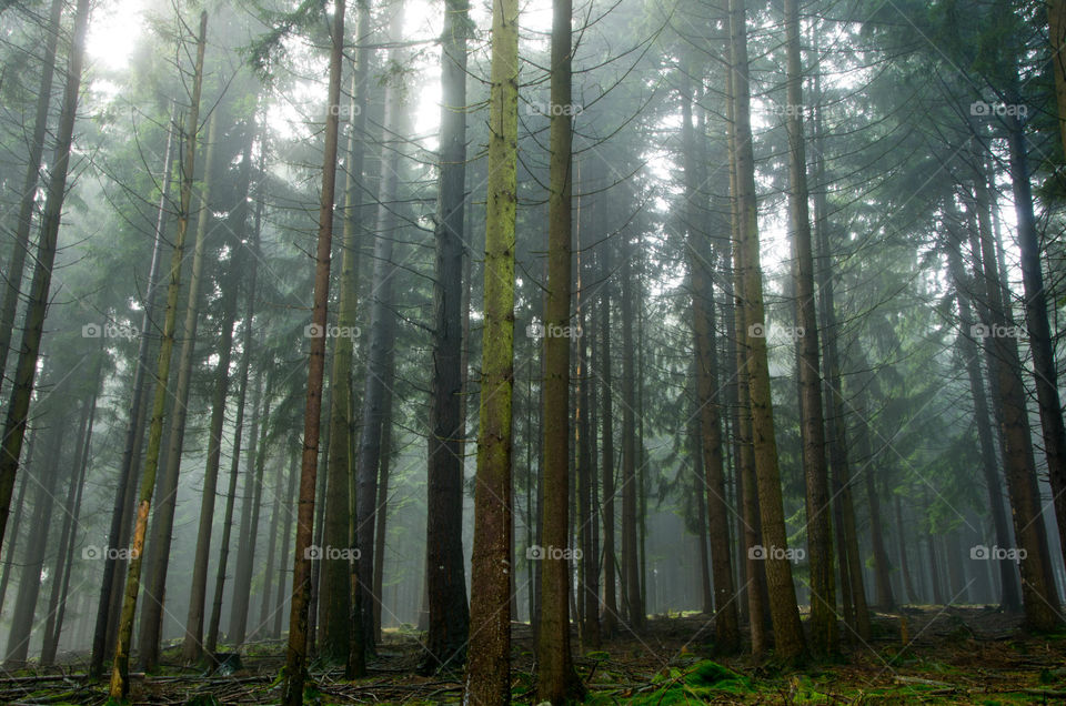 Wood, Tree, Nature, Fog, Landscape