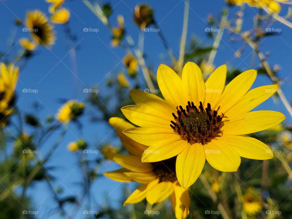 Sunflowers on a clear blue sky day