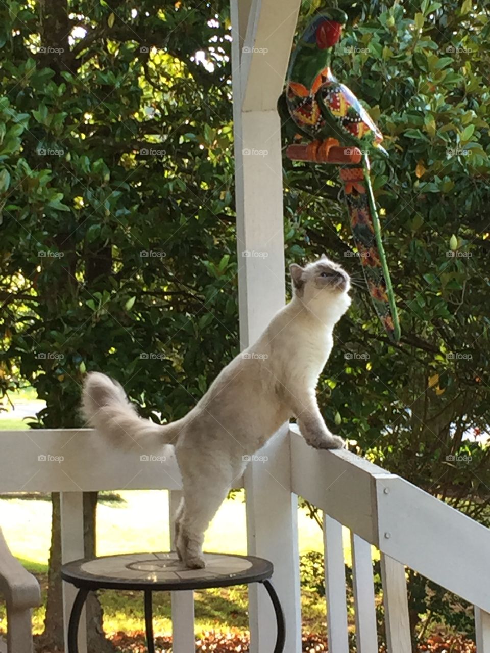 Can't looking at ceramic bird