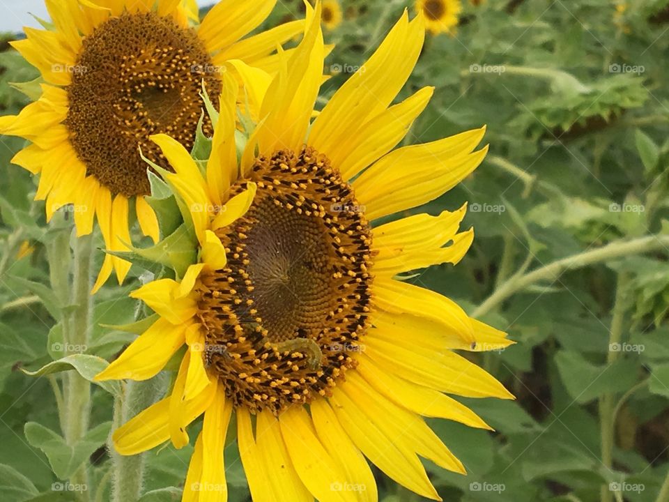 Yellow makes nature bright- sunflower