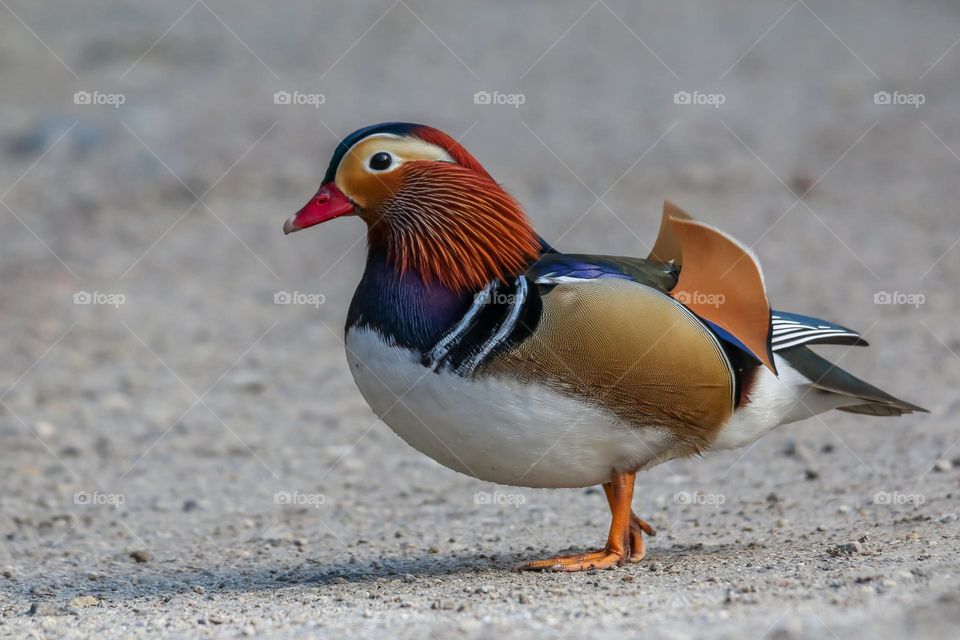 Mandarin duck close-up portrait in a park