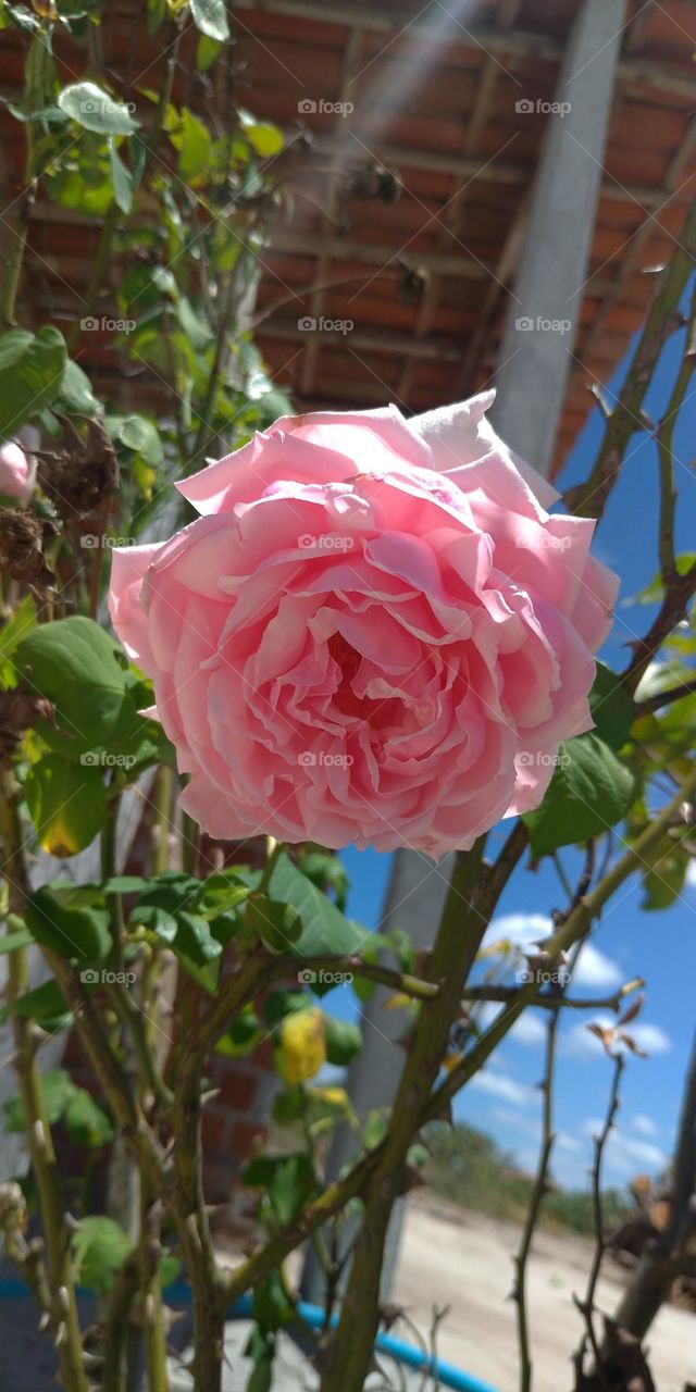 rosa rosa